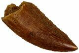 Serrated, Raptor Tooth - Real Dinosaur Tooth #296168-1